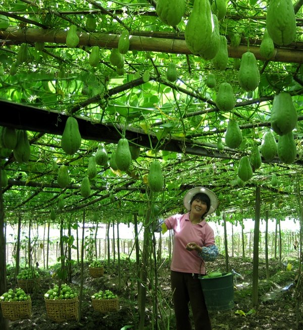 5万元,合作社基地面积3000亩,主要是佛手瓜种植和销售,合作社佛手瓜产