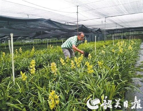 图为种植户查看兰花生长情况。.jpg