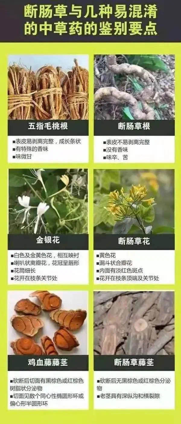 断肠草鉴别图片.jpg