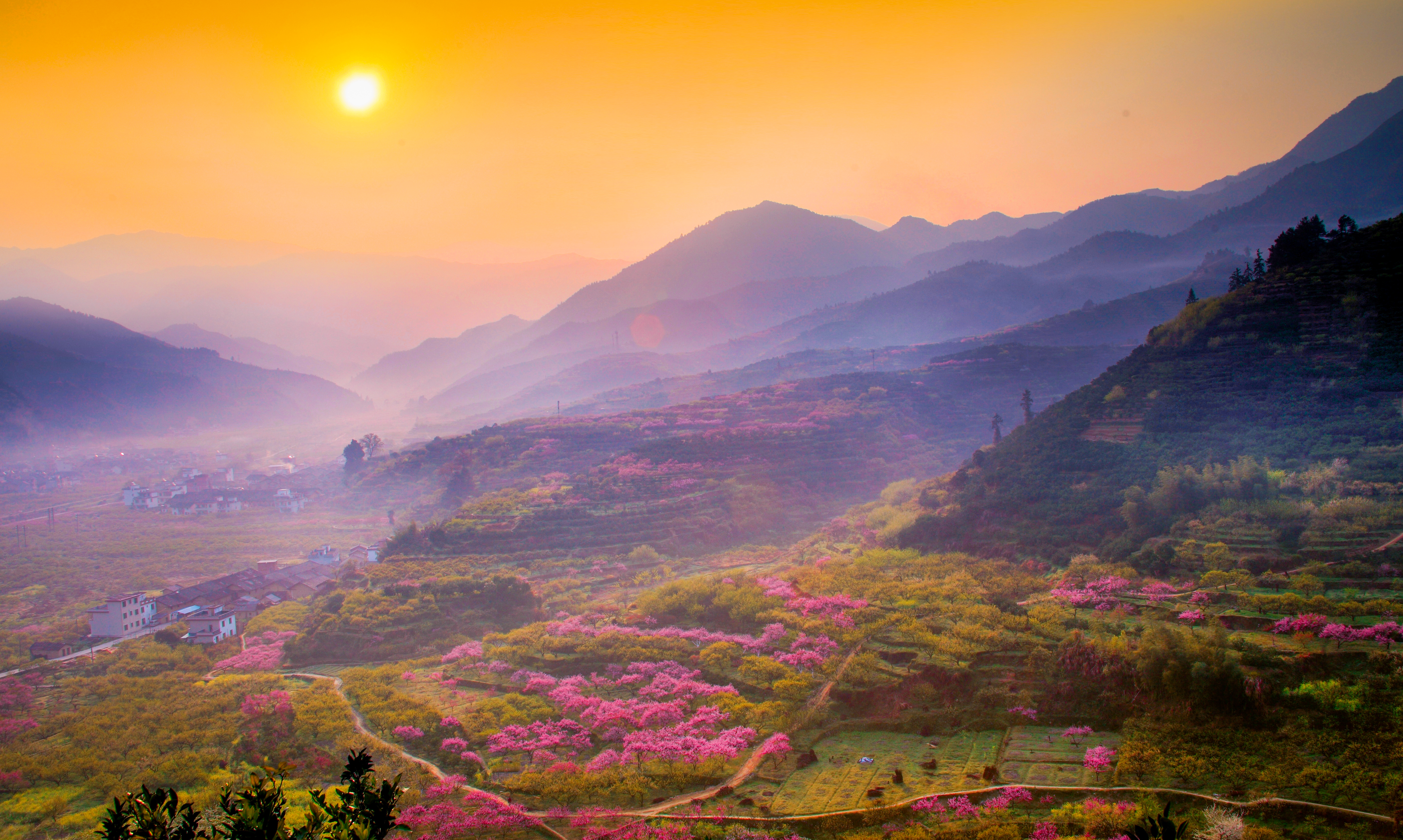 九峰 何海松 花海.jpg