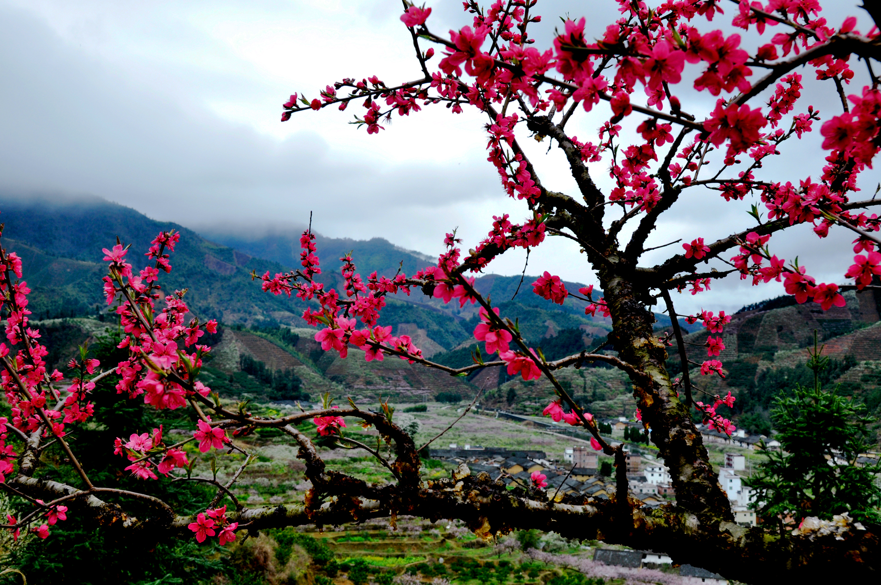 韶关九峰山桃花花期图片