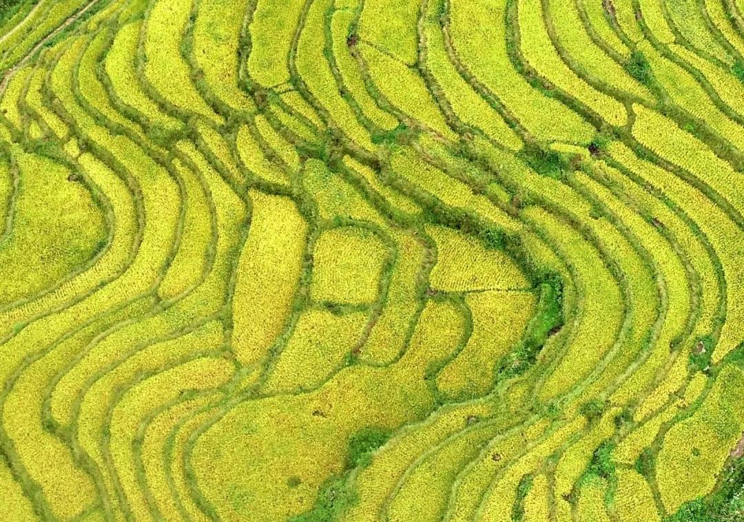 梯田2.jpg