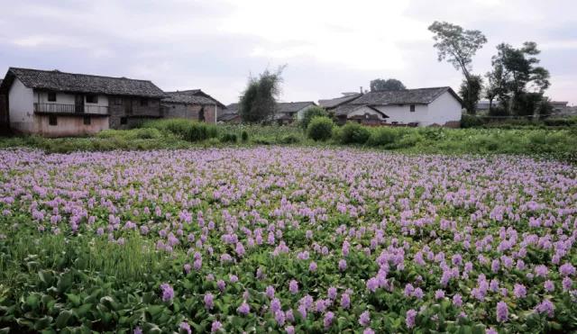 新田古村.jpg