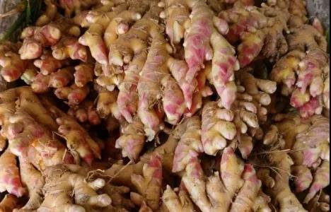 妙联丝茅姜