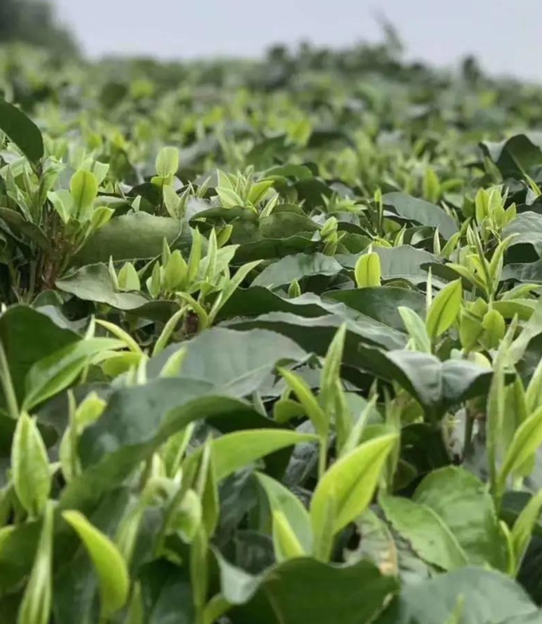 瑶山白毫茶