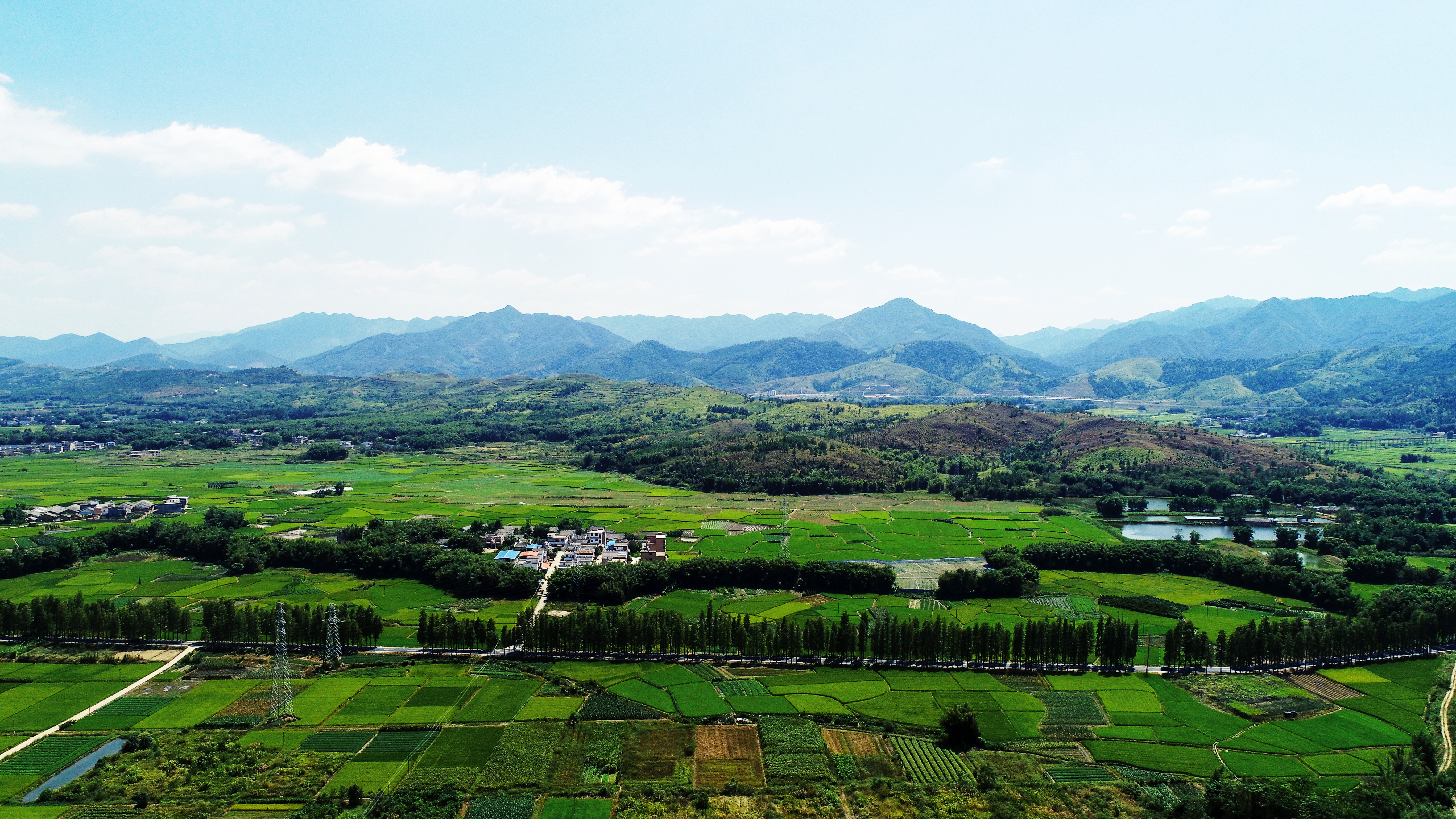 落羽杉路.jpg