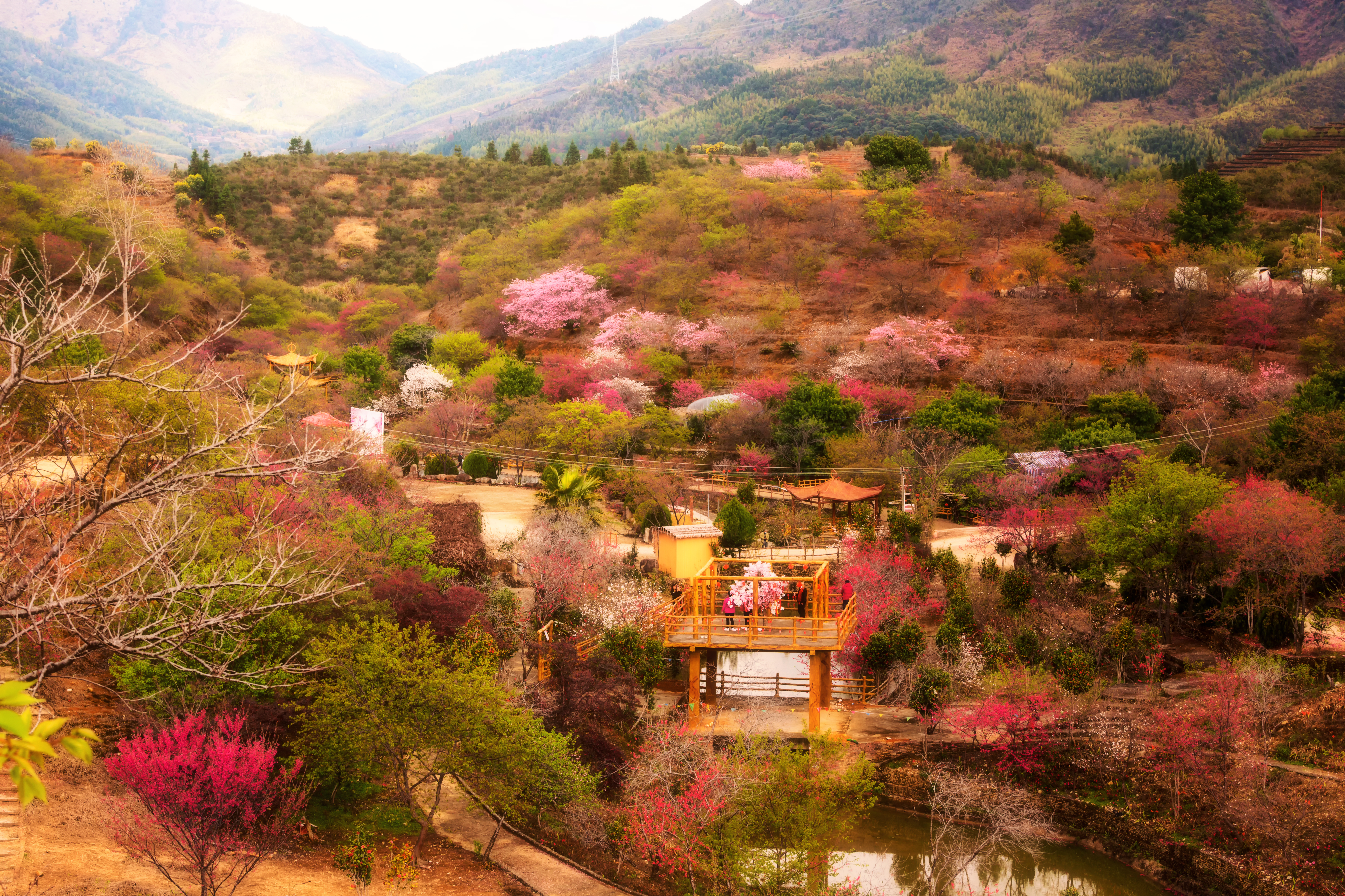 樱花峪 高清(9).jpg