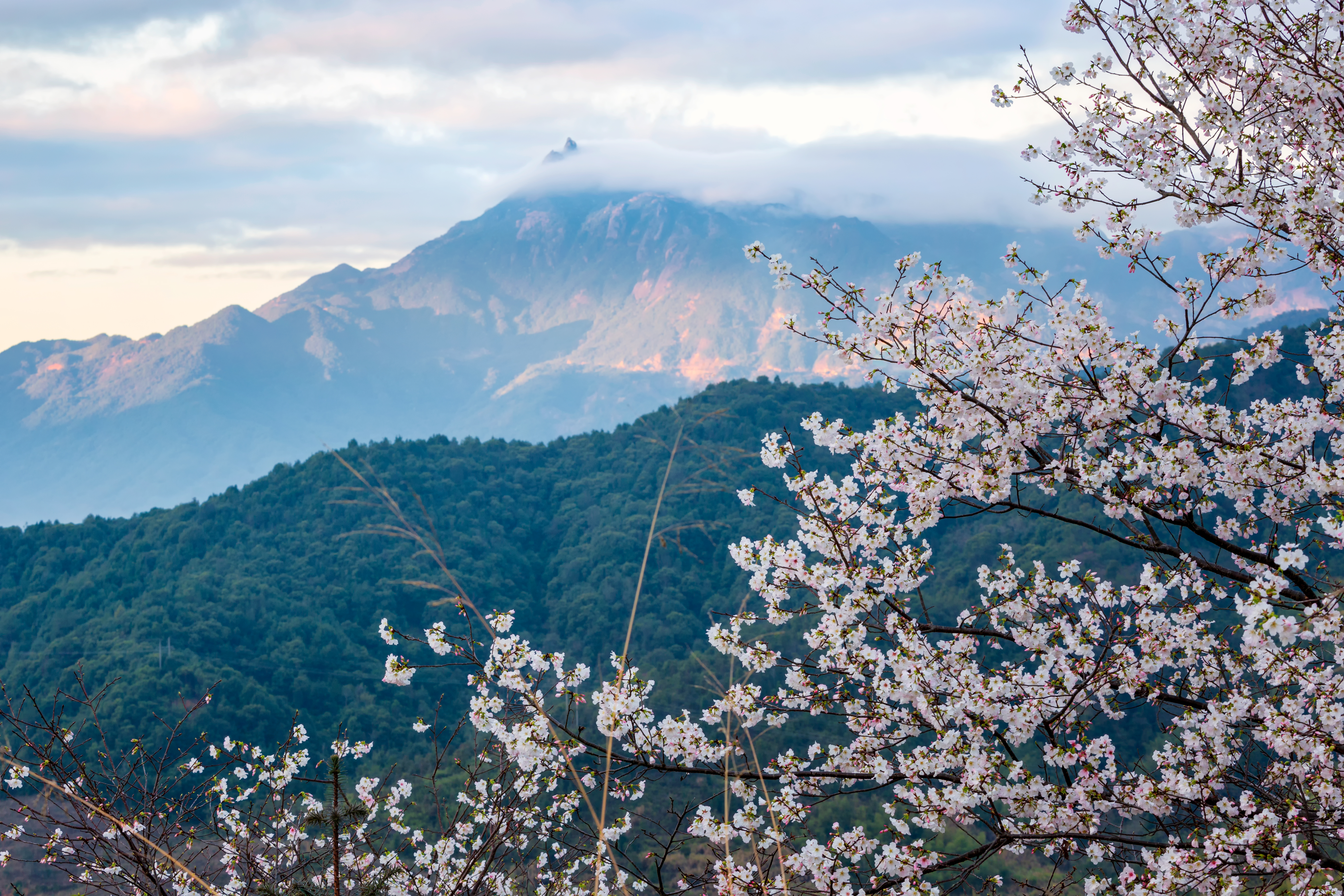 樱花峪 高清(13).jpg