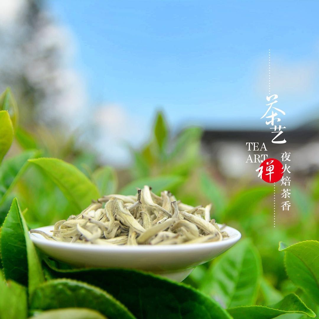 红山白毛茶.jpg