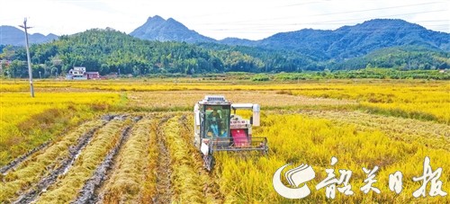 仁化扶溪鸭稻米丰收上市<br/>被列入第三批全国名特优新农产品名录