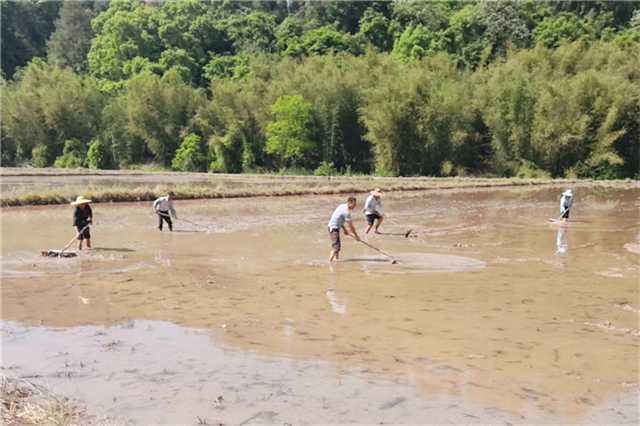 不负春光！韶关市浈江区春耕工作进入收尾阶段2.jpg