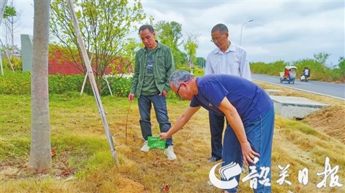 红火蚁.jpg