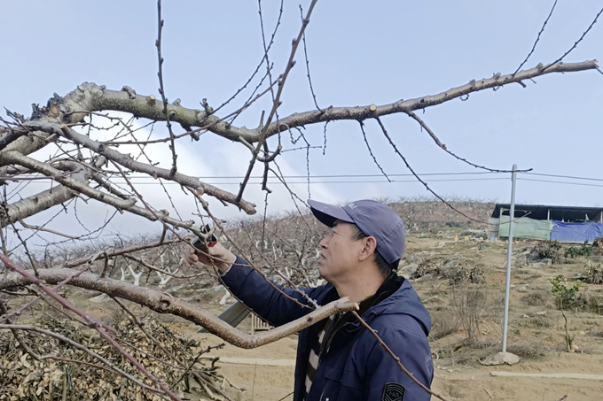 图二：果树种植户为自家桃树修剪枝条.png