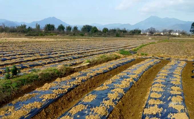 图一：乐昌市长来镇东边村“炮弹”香芋苗育基地.jpg