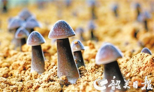 截图-2023年4月20日 9时19分49秒.png