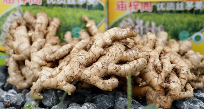 妙联丝茅姜.jpg