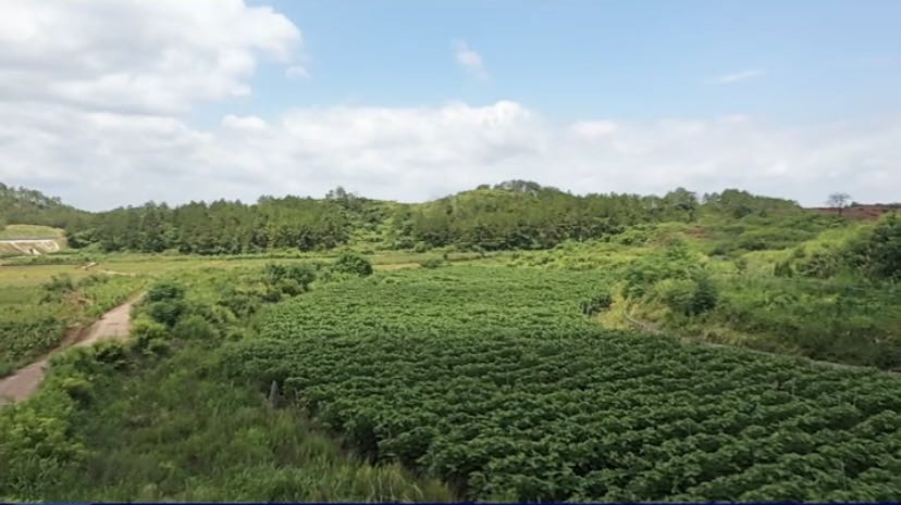 韶关最好吃的夏日水果，都在这里！