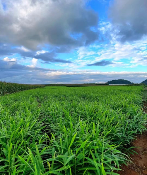 丝茅姜种植基地.png