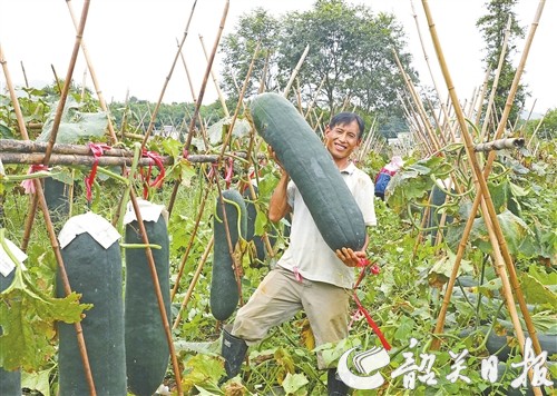 聚力打造“峡谷山宝”生态农业特色品牌——乳源瑶族自治县大布镇大力发展“百千万工程”缩影