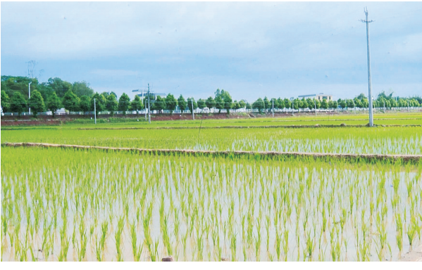 南雄供销高标准农田建设项目首期试点开始耕种筑牢粮食丰产“耕”基