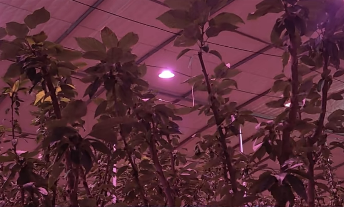 好期待！韶关的樱桃提前入休眠期