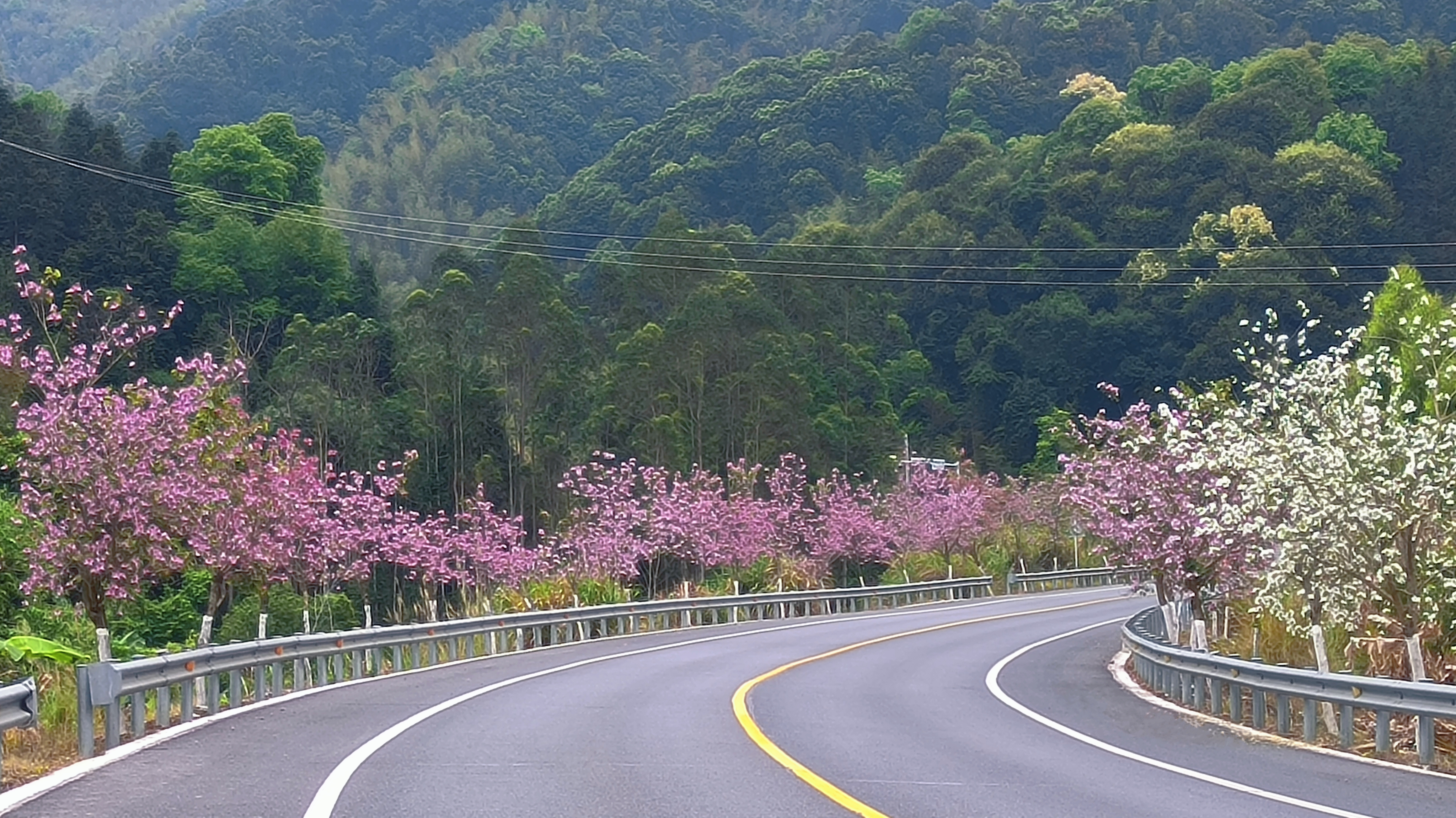 曲江区省道S251线宫粉紫荆带.jpg