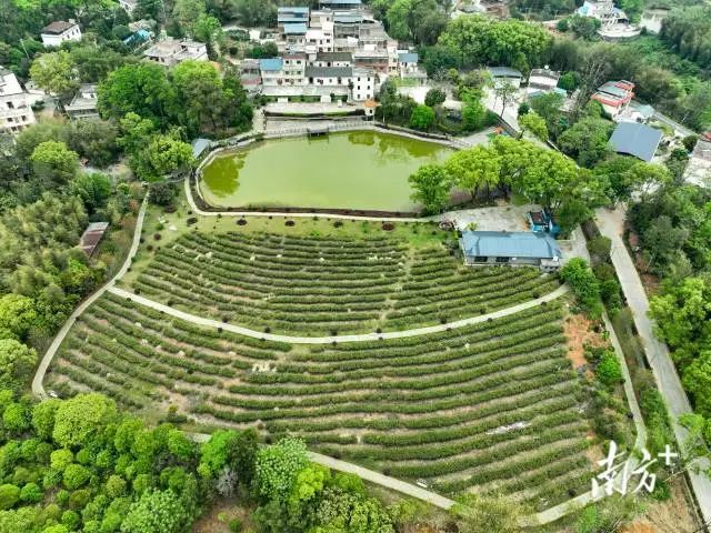 乐昌树叶子茶业公司茶文旅体验区航拍。曹伟峰 摄