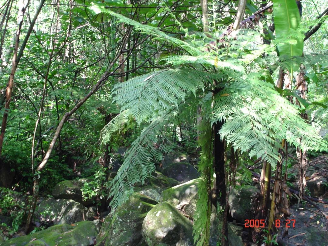 桫椤 (2).JPG