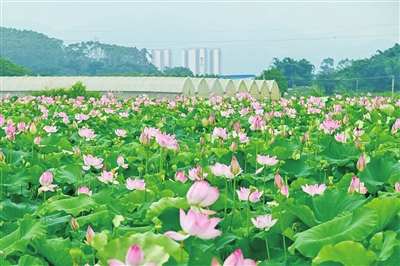 曲江区水文村的荷花.jpg