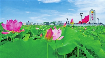 仁化县安岗村的荷花开了.jpg