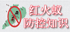 红火蚁防控知识
